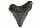 Bargain, Megalodon Tooth - North Carolina #152822-1